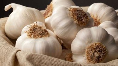 أصناف زراعة الثوم