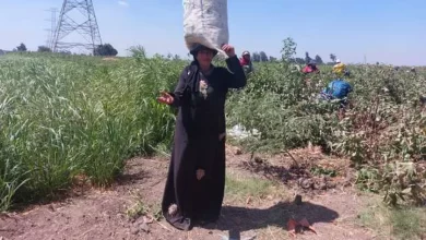 جني محصول القطن