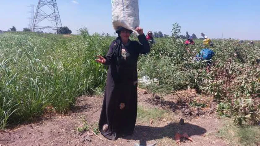 جني محصول القطن