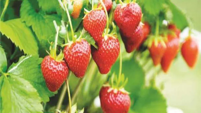 محصول الفراولة