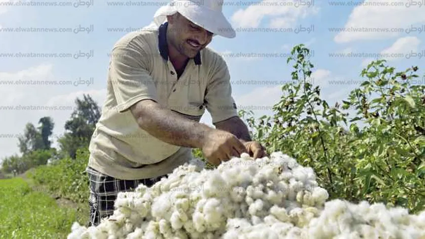 القطن المصري