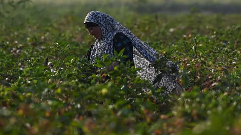 زراعة القطن في مصر