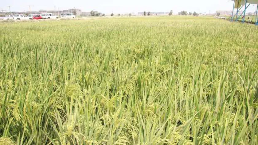 محصول الأرز