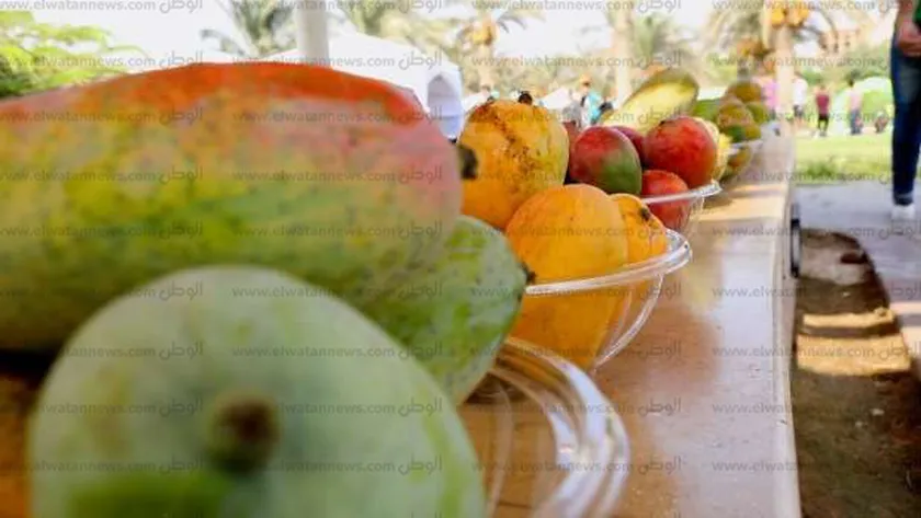 فاكهة المانجو- صورة أرشيفية