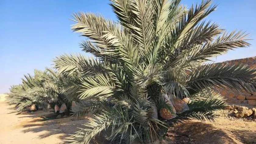 النخيل البرحي