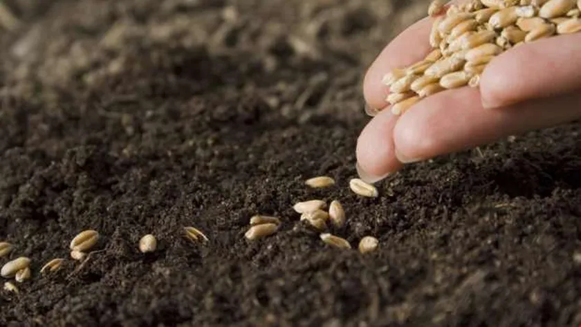 التقاوي - أرشيفية