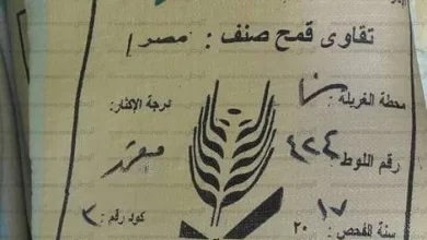 تقاوي القمح