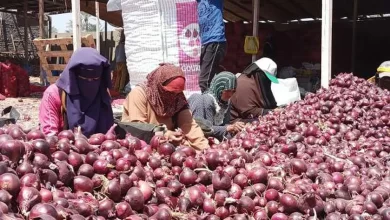 البصل المصري- صورة تعبيرية