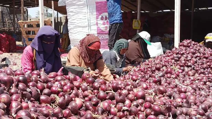 البصل المصري- صورة تعبيرية