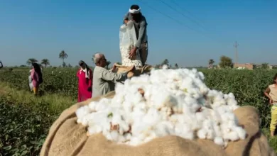 حصاد القطن