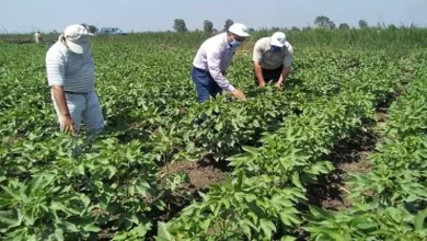 الزراعات التعاقدية