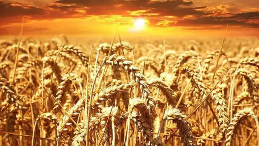 القمح - صورة أرشيفية