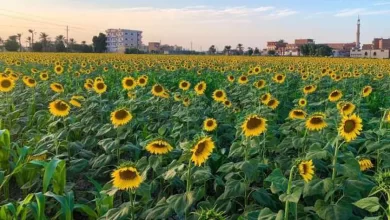 محصول عباد الشمس