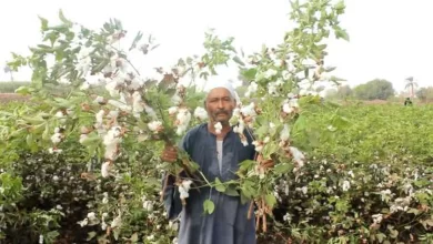 صورة من داخل حقول القطن