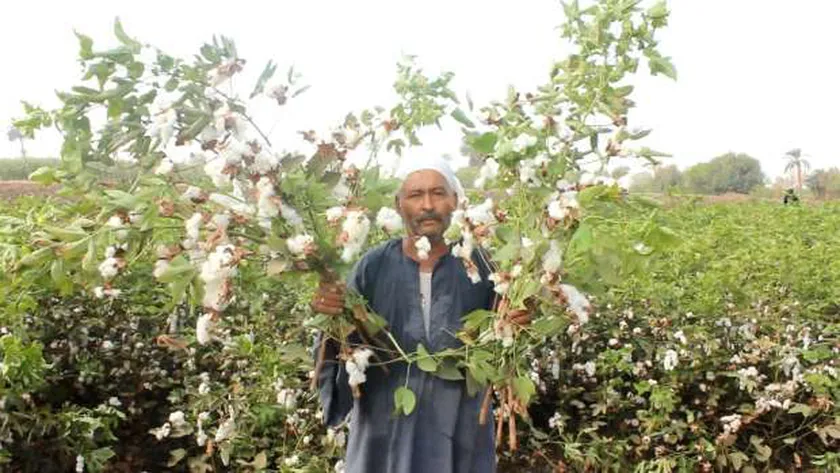 صورة من داخل حقول القطن