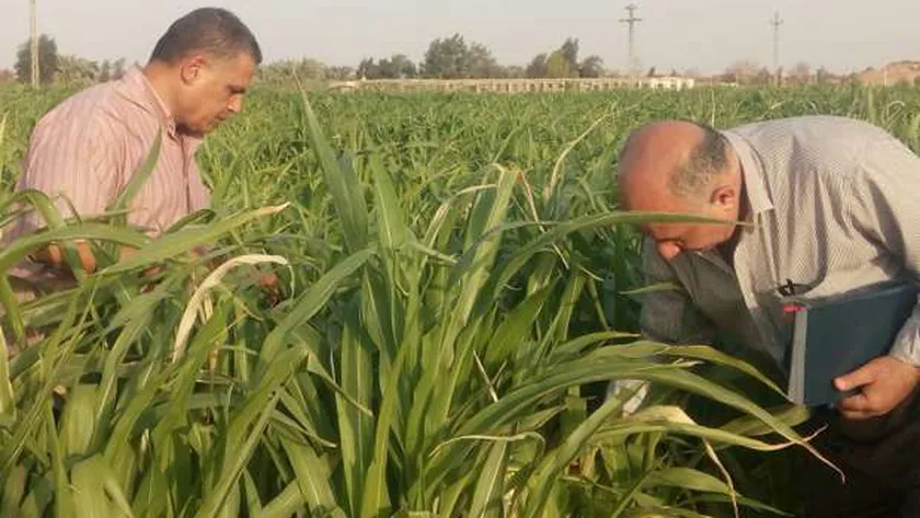 خلال الكشف عن أفات في احد المحاصيل